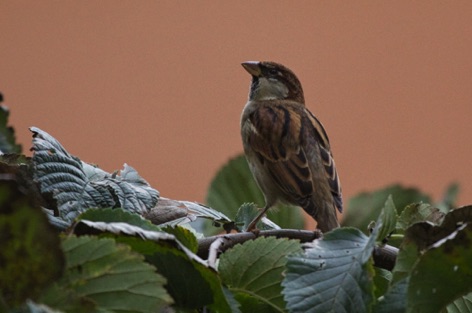 Passero